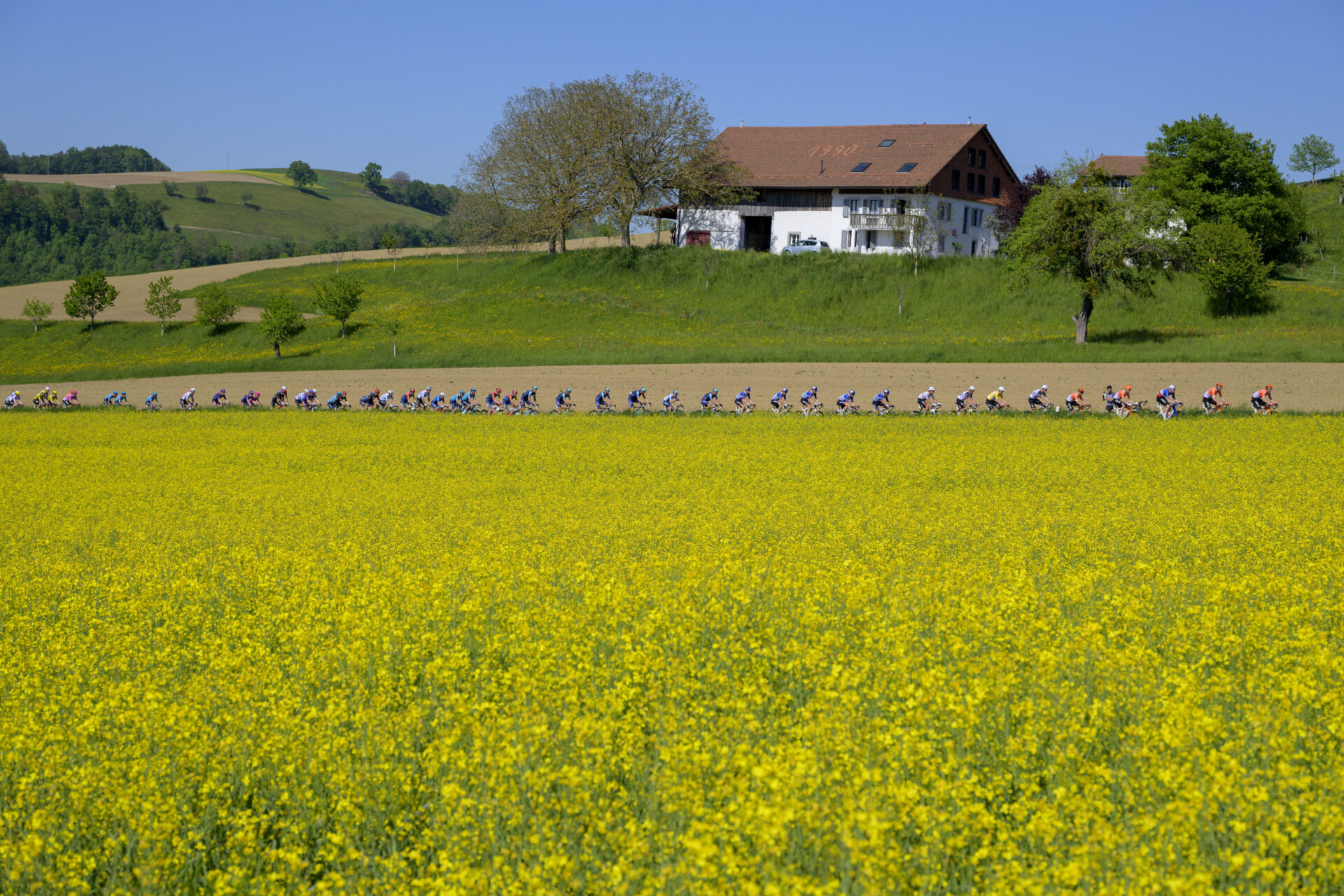 KEYPIX - The pack of riders in action behind a rapeseed field during the second stage, a 173,1 km race between Rue and Vucherens at the 79th Tour de Romandie UCI World Tour Cycling race, in Vuillens, Switzerland, Thursday, April 30, 2026. (KEYSTONE/Jean-Christophe Bott)
