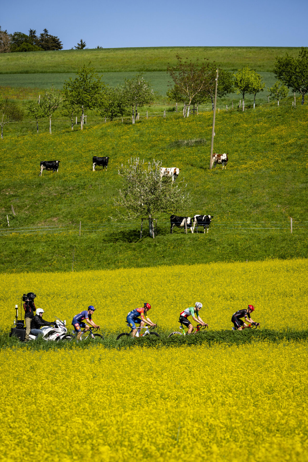 Roland Thalmann from Switzerland of Tudor Pro Cycling Team, Filippo Conca from Italy of team Team Jayco AlUla, Jakob Soderqvist from Sweden of team Lidl-Trek, Henri-Francois Renard-Haquin from France of team Team Picnic PostNL, in action from right to left, during the second stage, a 173,1 km race between Rue and Vucherens at the 79th Tour de Romandie UCI World Tour Cycling race, in Vuillens, Switzerland, Thursday, April 30, 2026. (KEYSTONE/Jean-Christophe Bott)