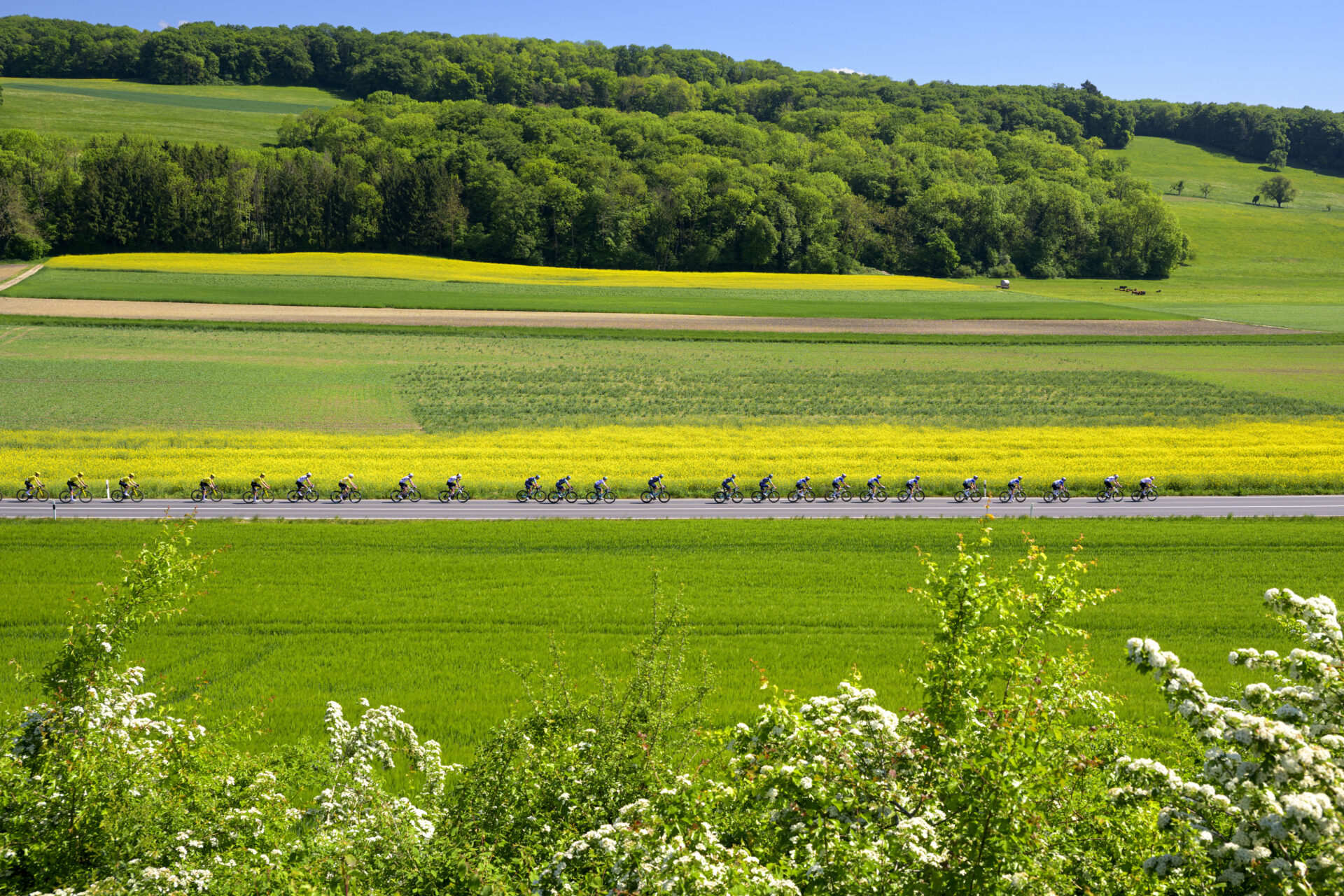 The pack of riders in action during the third stage, a 176,6 km race around Orbe at the 79th Tour de Romandie UCI World Tour Cycling race, in Villars-sous-Champvent, Switzerland, Friday, May 1, 2026. (KEYSTONE/Jean-Christophe Bott)